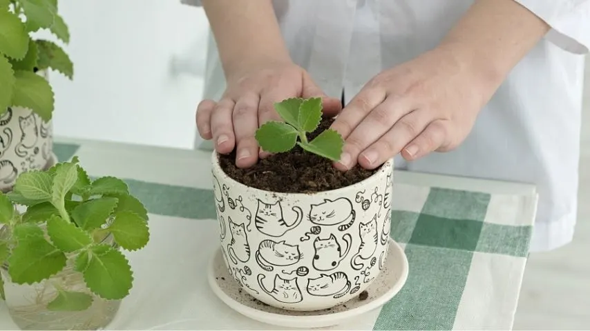 Place your Mint seedlings in a container once it grows at least 2 sets of leaves