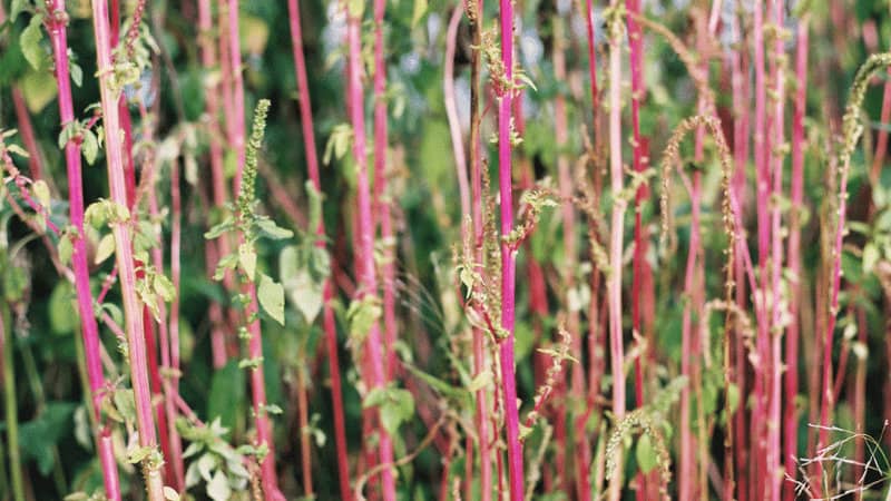 Amazing Plant With Long Red Stems