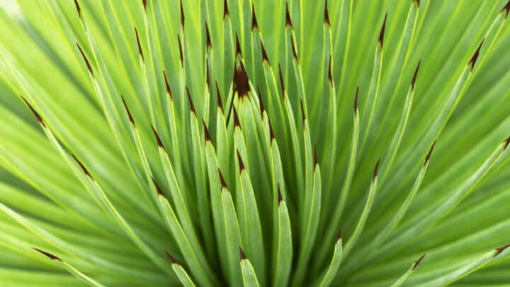 10 Plants with Spiky Leaves – Best Spiky List [2023]