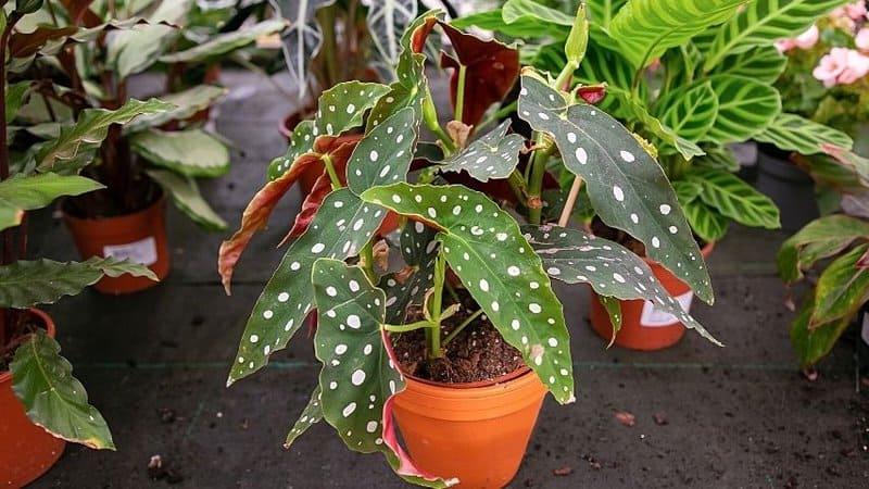 If you plant the Polka Dot Begonia (Begonia Maculata) in a container with coco liner, it will have enough water for 3 days