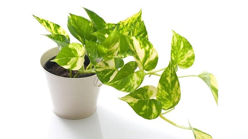 A low-maintenance plant you can grow in an office with windows is the Pothos