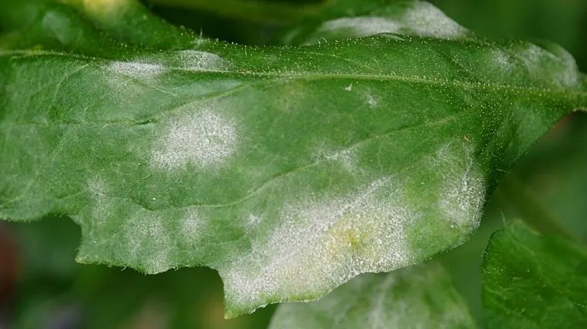 Powdery mildew is a fungus that commonly affects the leaves of the tomato plant