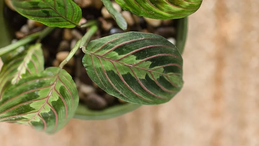 The stunning foliage of the Prayer Plant helps spruce up an office with no windows
