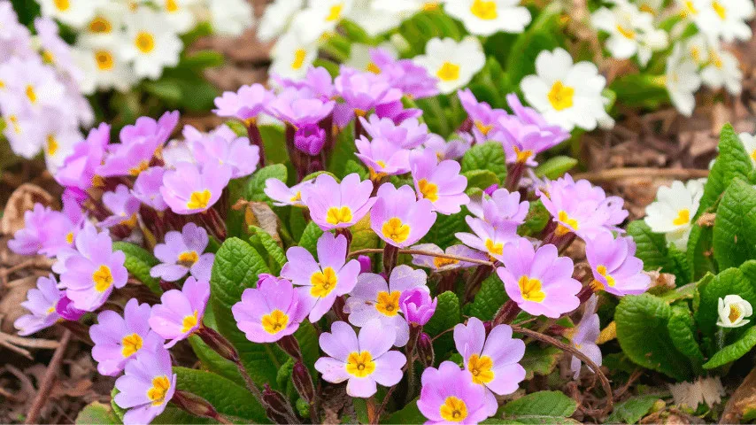 Primroses are an excellent way to freshen up the area beneath the tree
