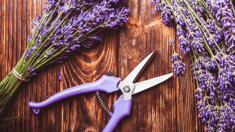 Prune woody lavender severely
