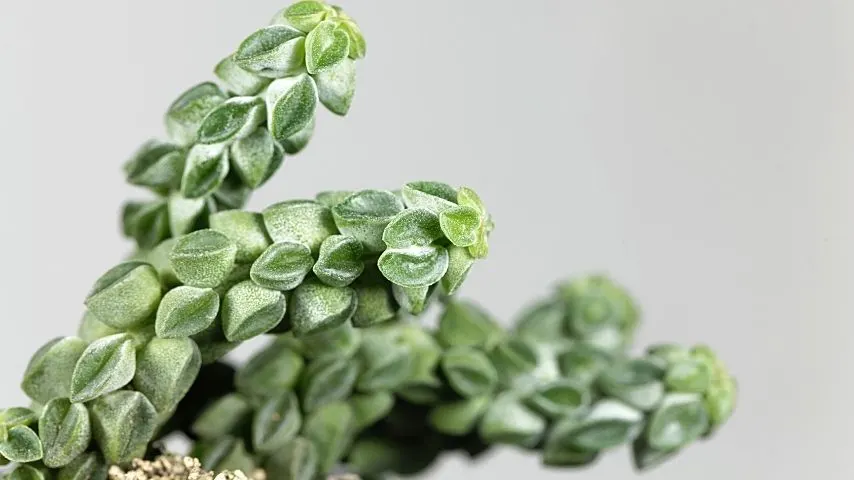 散热器植物(豆瓣绿188金宝慱亚洲体育属)是伟大的植物选择填充墙的垂直空间;确保容器的可可衬垫