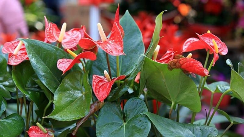 The Red Anthurium certainly adds a splash of color to your bathroom with no lights