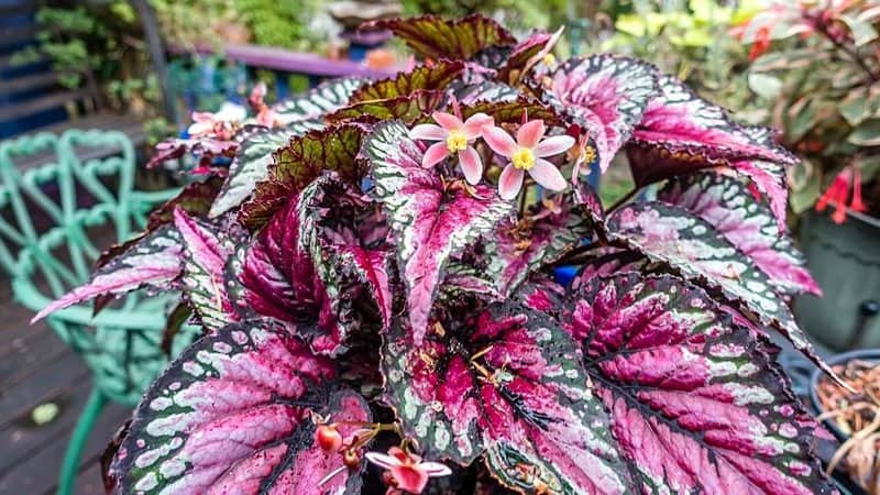 The crinkly-looking leaves of the Rex Begonia is another unique-looking plant to place in a bathroom with no lights