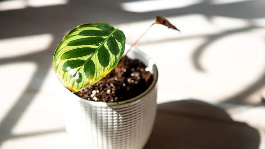 Root rot is also another reason why the Prayer Plant's leaves start to turn yellow