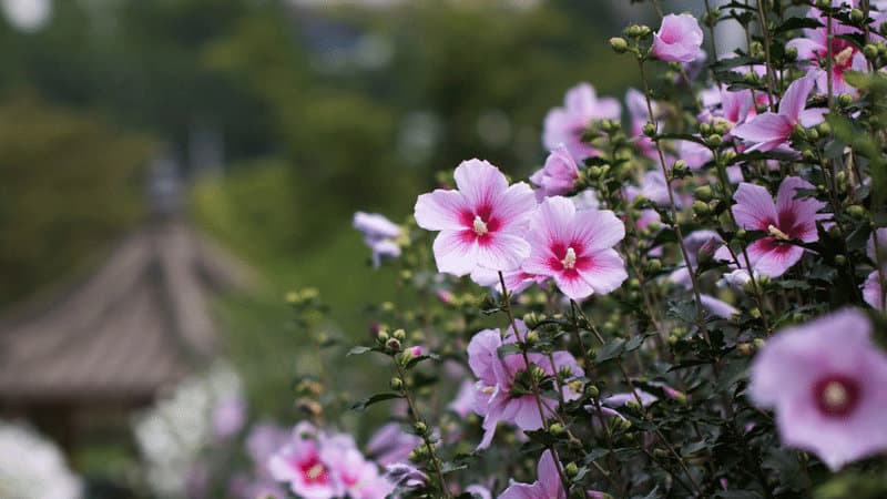 Rose of Sharon grows well in balconies that require some shielding from the sun
