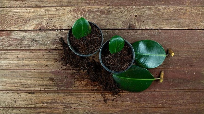 Rubber Plant is another great low-maintenance plant you can grow in your office with windows due to its stunning dark green foliage