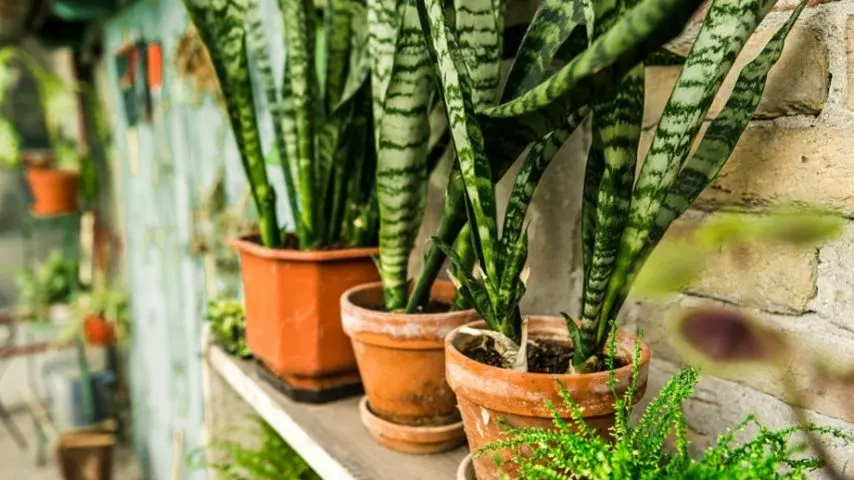 Though most Sanseveria varieties thrive in sunny locations, there are some cultivars that grow well in an office with no windows