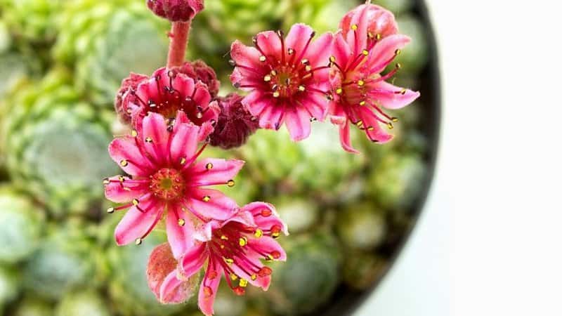 Sempervivum are interesting-looking succulents that you can grow in an office with no windows
