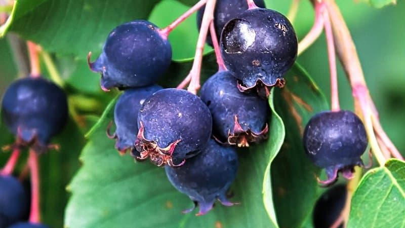 Serviceberry是另一种灌木，以在春天开花和在夏天结出蓝色浆果而闻名