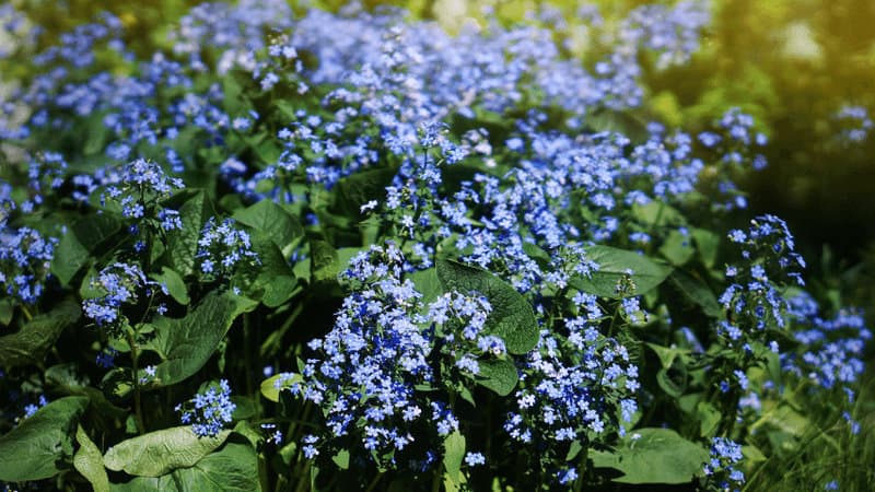 Siberian bugloss another gorgeous shade-loving plant under the trees