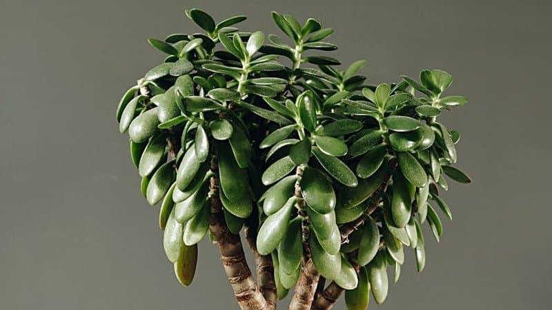 Slowing down of your Jade Plant's growth is a sign of overfertilization