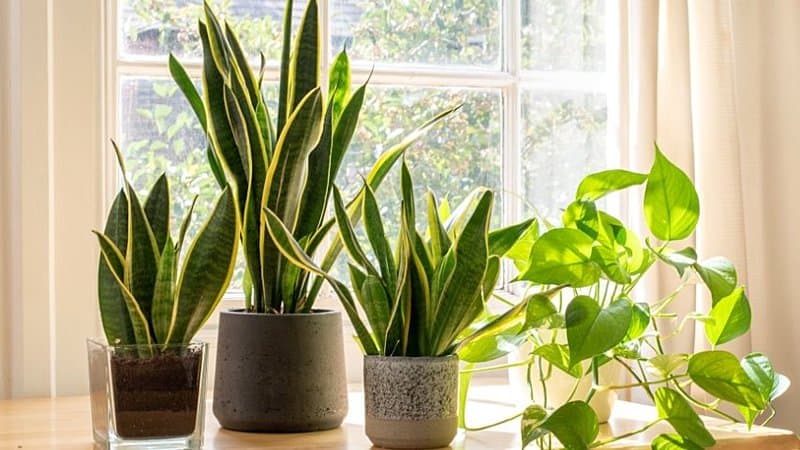 Snake Plants are great plants to grow in an office with windows as they can thrive even without a month of water