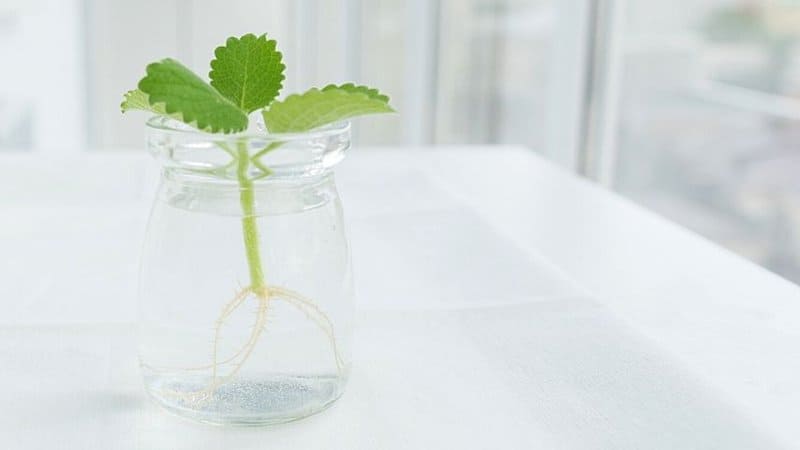 Soak your mint sprouts in water 1 day before planting them in soil