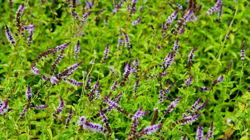 Spearmint used best for wall planters who loves drinks and teas