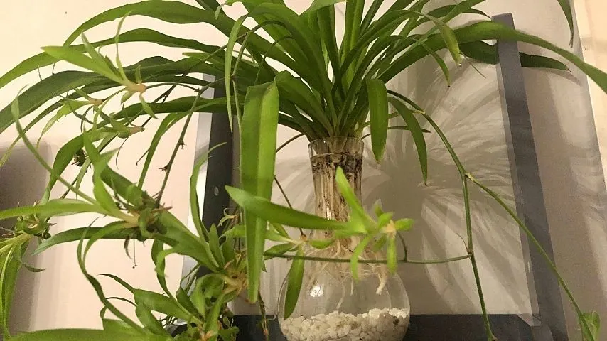 Aside from being a low-maintenance plant, the Spider Plant also thrives in an office with no windows