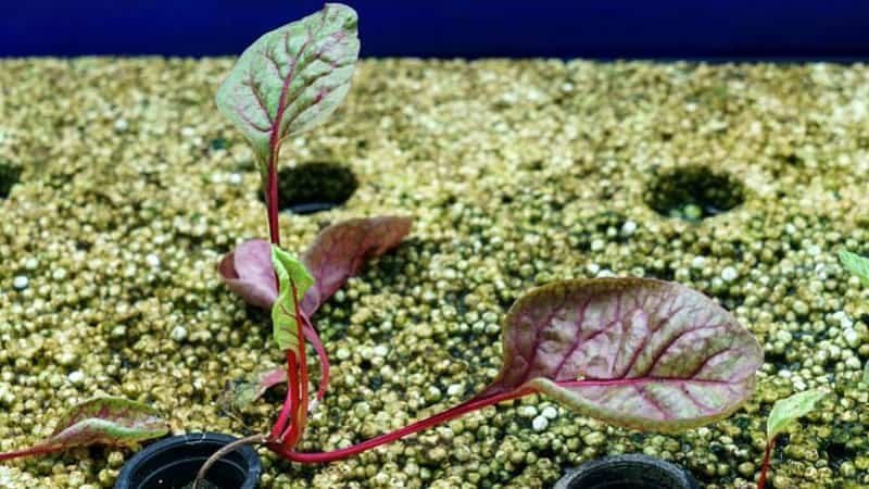 Swiss Chard is another popular plant grown in an aquaponics system