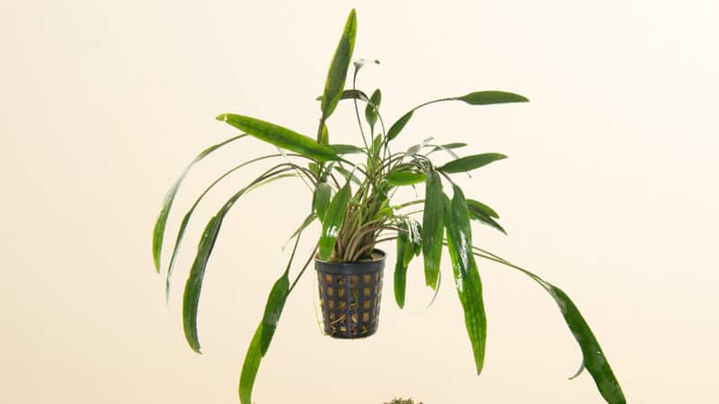 Temple Compacta is another unique plant that can accompany your goldfish