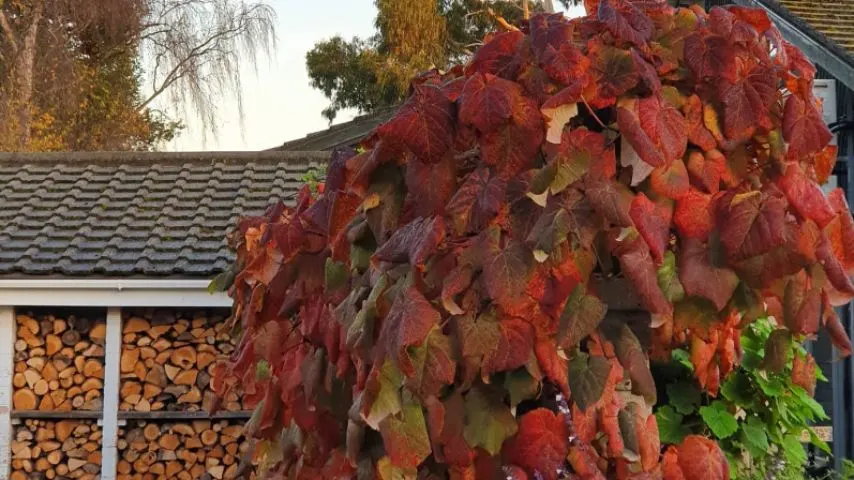 The Crimson Glory Vine is a vigorously strong growing climbing vine, making it one of the plants that's best for fence lives