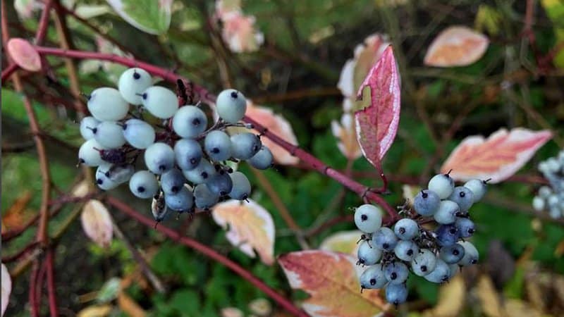 The Tatarian Dogwood is one of the hardy shrubs that produces blue-colored berries