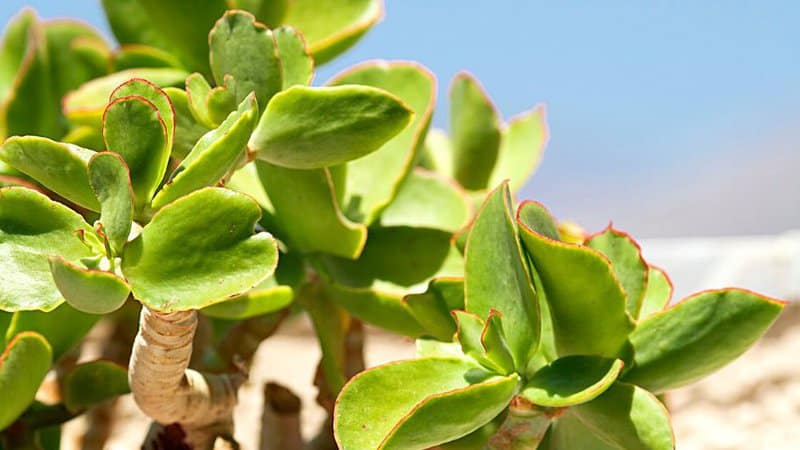 The best time to root your Jade plant is in the summer as it's moist and well-ventilated during those months