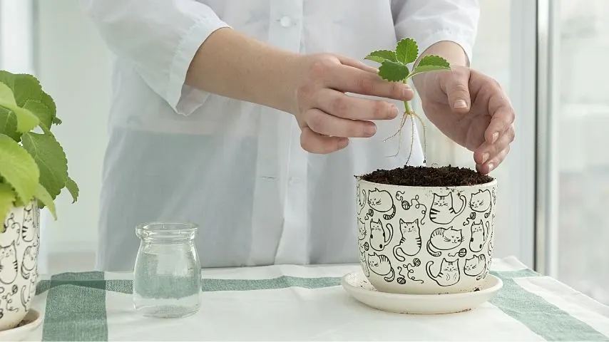 To ensure your mint sprout grows healthy, place it in larger pots with drainage holes