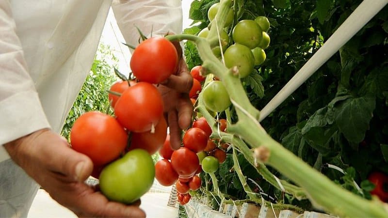 Tomatoes grown in an aquaponics system are known to have better quality, are bigger and juicier than those grown in the traditional method