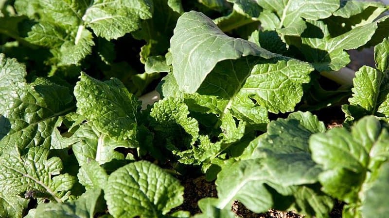 Turnip Greens are another low-nutrient requiring and fast-growing plant you can grow in an aquaponics system