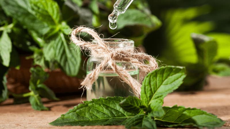 Use peppermint essential oil to apply a few drops around each fruit tree