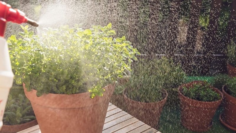 Watering your oregano plants when the soil's completely dry helps it grow after sprouting
