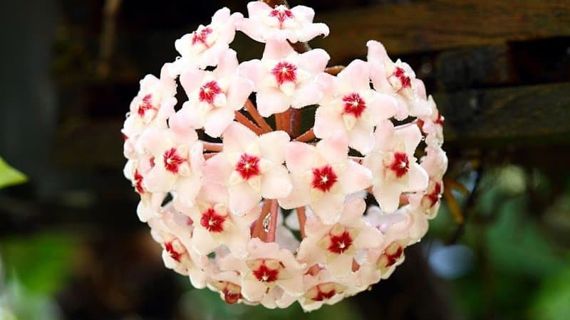 As Wax Vines (Hoya) are popular choices for planting in hanging baskets, you can line their containers with coco liners for additional drainage 