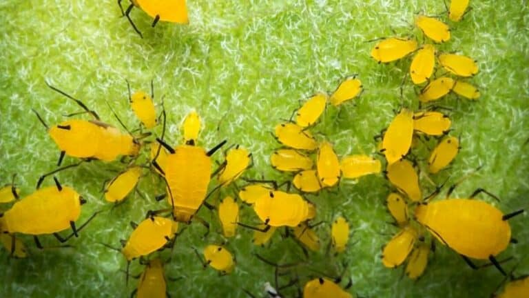 what-are-these-tiny-yellow-bugs-1-best-answer