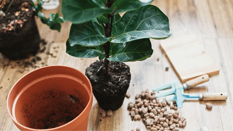 When you repot the fiddle tree fig, or plant it out into the garden