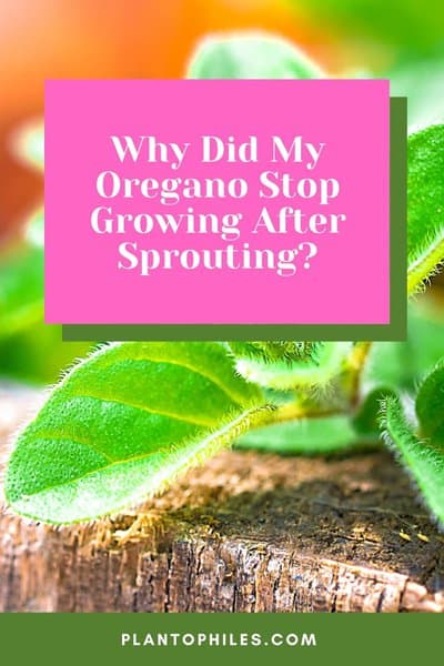 Why Did My Oregano Stop Growing After Sprouting?