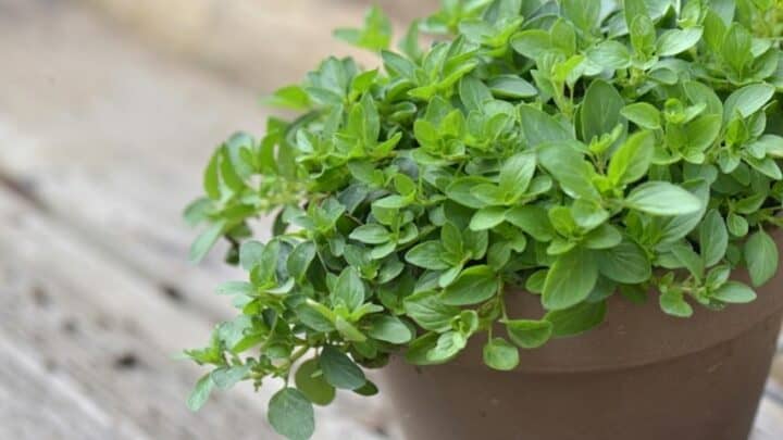 Why Did My Oregano Stop Growing After Sprouting? 10 Reasons