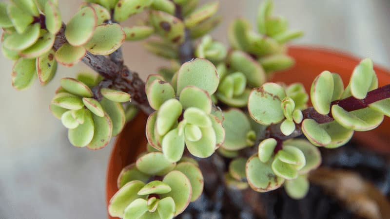 How to Prune a Jade Plant? #1 Best Answer 1
