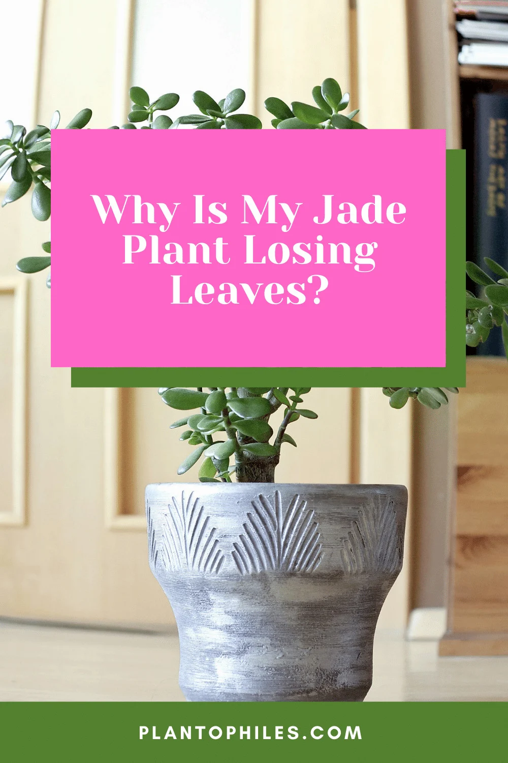 Why Is My Jade Plant Losing Leaves