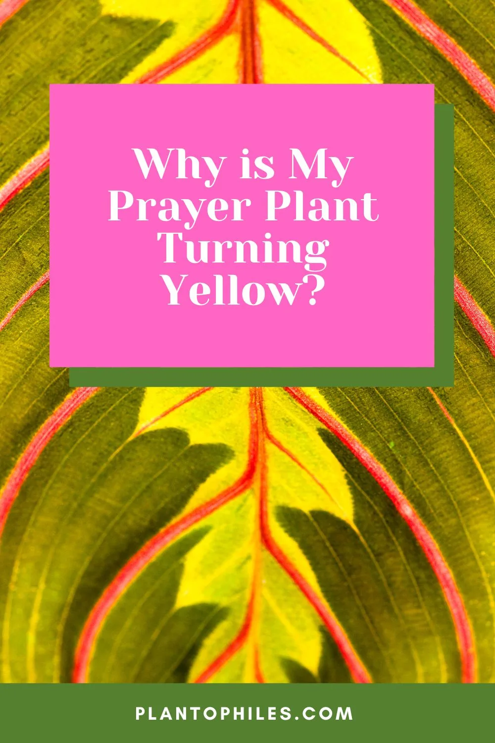 Why is My Prayer Plant Turning Yellow?