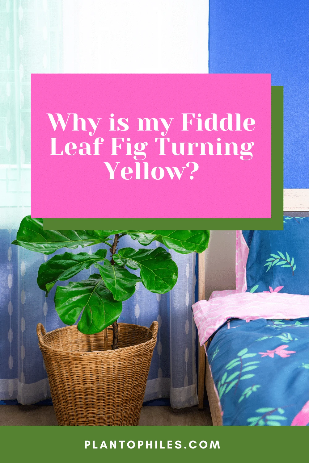 Why is my Fiddle Leaf Fig Turning Yellow 