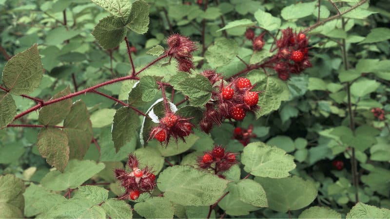 Wine Berry (Rubus phoenicolasius)