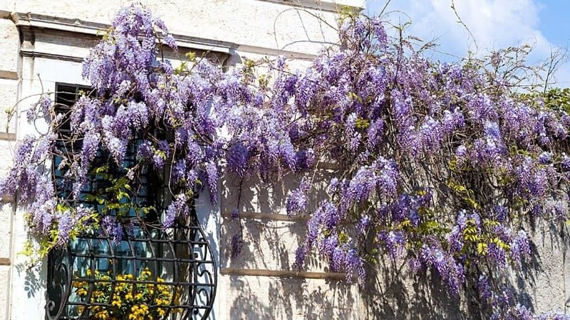 Though the Wisteria have fragrant and beautiful flowers, it is an invasive plant by nature