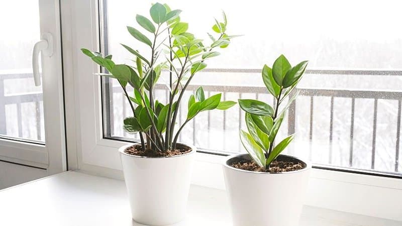 The ZZ Plant is one of the best plants to grow in an office with windows as they're highly tolerant