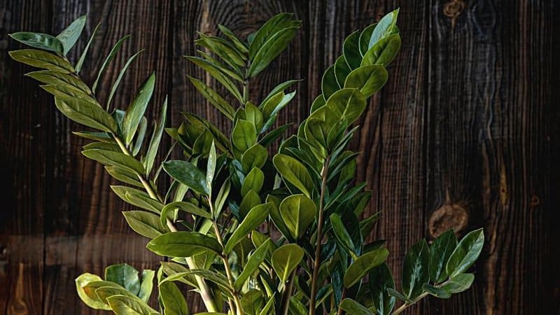 The glossy leaves and thick stems of the ZZ Plant helps beautify your bathroom with no lights