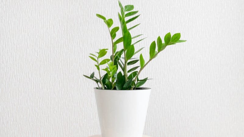 Zamioculcas zamiifolia Plants