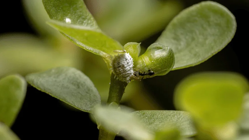 jade plant is sensitive to scale insects and mealybugs