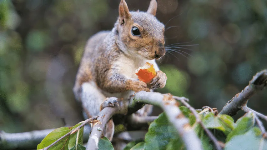keep squirrels away from fruit trees is that they love to steal the fruit
